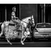 Le Marwari magnifique